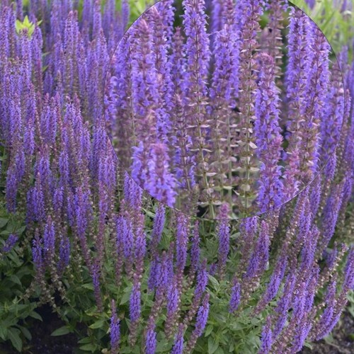 Salvia nemorosa 'Mainacht' - Metssalvei 'Mainacht' P9/0,55L   